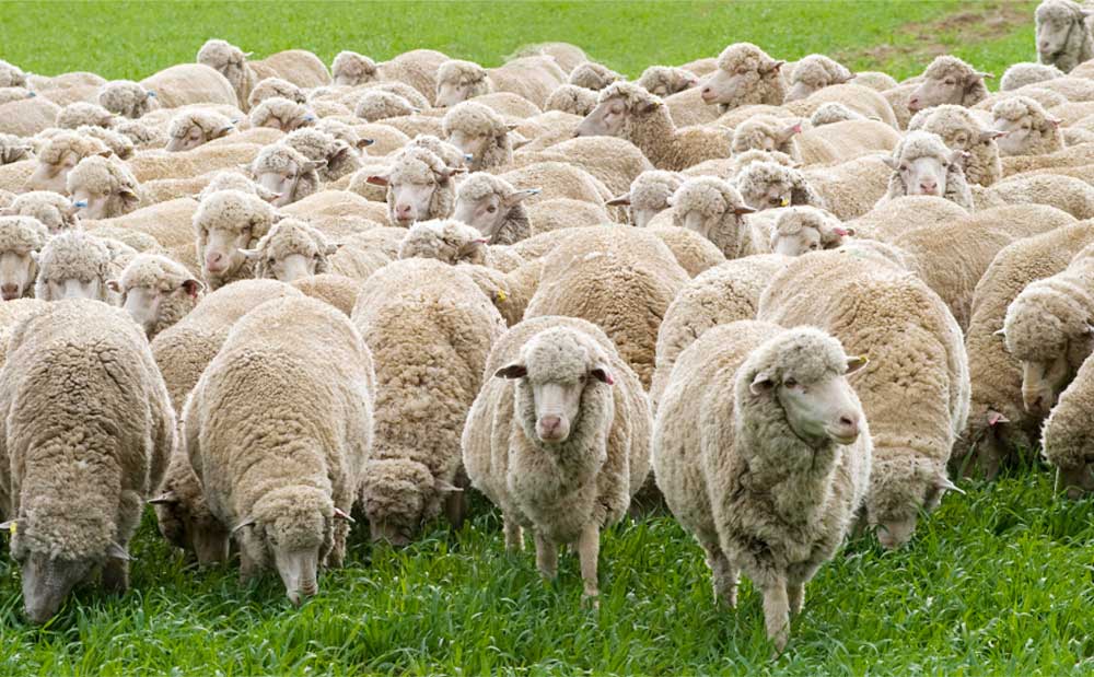 極寒の日にメリノウールインナーが選ばれる理由 もりのがっこう